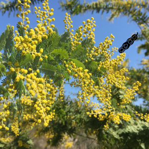 Suplementos naturales, Fuxión, Desintoxicación, Energía, Colageno,Antioxidantes, Bienestar, Salud, Vida saludable, Nutrición, Piel sana, Cabellofuerte, Articulaciones saludables, antienvejecimiento, Estilo de vida saludable, Nutrición natural, Suplementos naturales,Bienestar integral, Estilo de vida saludable, Alimentación consciente, Saludholística, Remedios ancestrales,Ingredientes milenarios, Salud preventiva, Fitonutrientes, Detoxnatural, Energía natural, Inmunidad natural, Superalimentos, Vida saludable, Equilibrionatural, Cuidado del cuerpo,Salud natural, productos orgánicos, Vitalidad natural