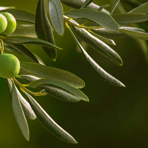 Suplementos naturales, Fuxión, Desintoxicación, Energía, Colageno,Antioxidantes, Bienestar, Salud, Vida saludable, Nutrición, Piel sana, Cabellofuerte, Articulaciones saludables, antienvejecimiento, Estilo de vida saludable, Nutrición natural, Suplementos naturales,Bienestar integral, Estilo de vida saludable, Alimentación consciente, Saludholística, Remedios ancestrales,Ingredientes milenarios, Salud preventiva, Fitonutrientes, Detoxnatural, Energía natural, Inmunidad natural, Superalimentos, Vida saludable, Equilibrionatural, Cuidado del cuerpo,Salud natural, productos orgánicos, Vitalidad natural