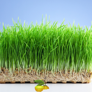 Suplementos naturales, Fuxión, Desintoxicación, Energía, Colageno,Antioxidantes, Bienestar, Salud, Vida saludable, Nutrición, Piel sana, Cabellofuerte, Articulaciones saludables, antienvejecimiento, Estilo de vida saludable, Nutrición natural, Suplementos naturales,Bienestar integral, Estilo de vida saludable, Alimentación consciente, Saludholística, Remedios ancestrales,Ingredientes milenarios, Salud preventiva, Fitonutrientes, Detoxnatural, Energía natural, Inmunidad natural, Superalimentos, Vida saludable, Equilibrionatural, Cuidado del cuerpo,Salud natural, productos orgánicos, Vitalidad natural