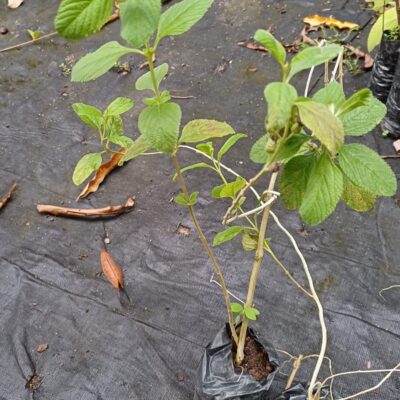 Mastranto Limón Fresco – Planta Aromática y Medicinal con Delicado Aroma a Limón