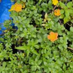 Portulaca (Verdolaga Ornamental) – Planta Cubresuelo de Floración Intensa