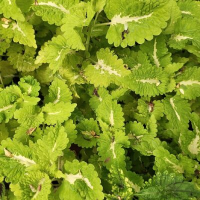 Coleus Variado (Solenostemon scutellarioides) – Planta Ornamental de Hojas Coloridas