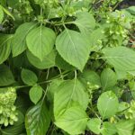 Albahaca de Monte Fresca – Planta Medicinal y Aromática para Huerto y Jardín