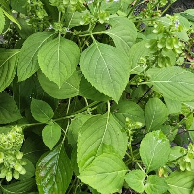 Albahaca de Monte Fresca – Planta Medicinal y Aromática para Huerto y Jardín