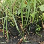 Hierba Limón (Lemongrass) Fresca – Planta Aromática y Medicinal para Té y Cocina