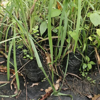 Hierba Limón (Lemongrass) Fresca – Planta Aromática y Medicinal para Té y Cocina