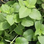 Orégano Cubano Fresco – Planta Aromática y Medicinal para Cocina y Jardín