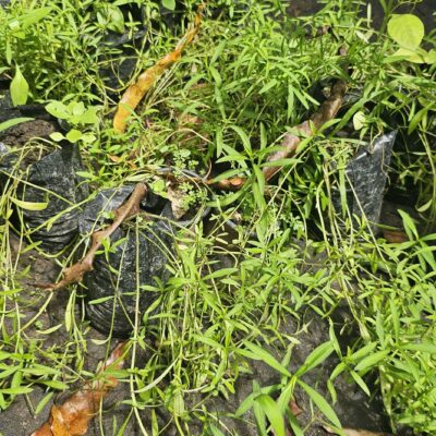 Anís Fresco – Planta Aromática y Medicinal para Infusiones y Cocina Natural