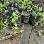 Menta Fresca – Planta Aromática y Medicinal para Té, Postres y Jardín