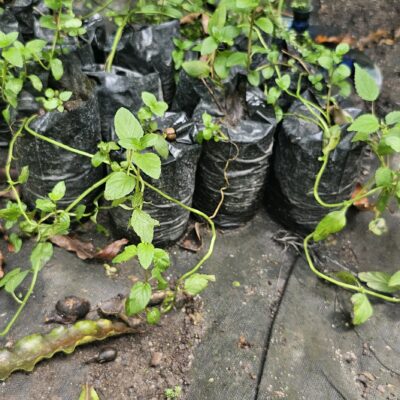 Menta Fresca – Planta Aromática y Medicinal para Té, Postres y Jardín