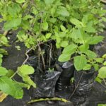 Toronjil Fresco (Melisa) – Planta Aromática y Medicinal para Infusiones Relajantes
