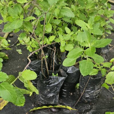 Toronjil Fresco (Melisa) – Planta Aromática y Medicinal para Infusiones Relajantes