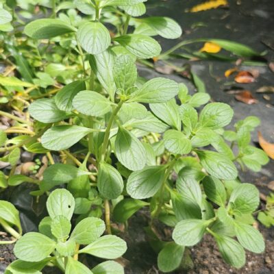Menta Fresca – Planta Aromática y Medicinal para Té, Postres y Jardín