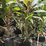 Cordelyne Roja (Cordyline fruticosa) – Planta Tropical de Follaje Decorativo