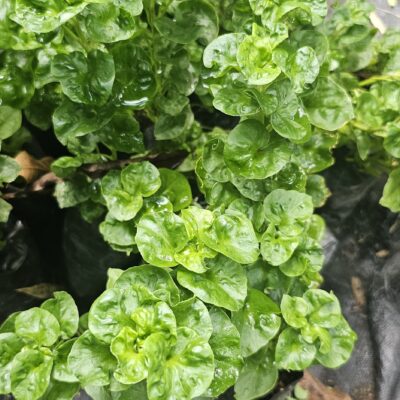 Berro de Tierra Fresco – Planta Nutritiva y Aromática para Huerto y Cocina