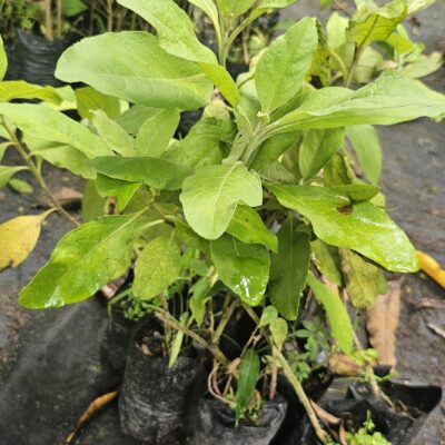 Salvia Fresca – Planta Aromática y Medicinal para Infusiones y Cocina Natural