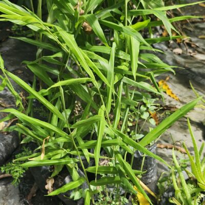Jengibre Fresco – Planta Medicinal y Aromática para Infusiones y Cocina
