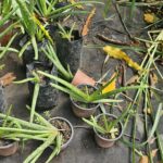 Sábila Fresca (Aloe vera) – Planta Medicinal para Cuidado de la Piel y Bienestar