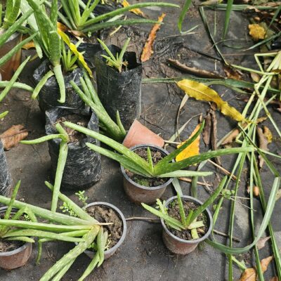 Sábila Fresca (Aloe vera) – Planta Medicinal para Cuidado de la Piel y Bienestar