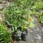 Tilo Fresco – Planta Medicinal para Infusiones Relajantes y Bienestar Natural