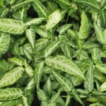 Syngonium podophyllum – Singonio: Elegancia Tropical y Purificadora de Aire