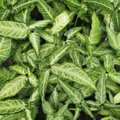 Syngonium podophyllum – Singonio: Elegancia Tropical y Purificadora de Aire