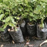 Ajo Enredadera – Planta Medicinal y Ornamental con Aroma Natural a Ajo