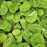 Maranta leuconeura – Planta de Decoración Hojas Decorativas y Patrón Único