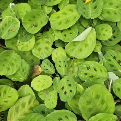 Maranta leuconeura – Planta de Decoración Hojas Decorativas y Patrón Único