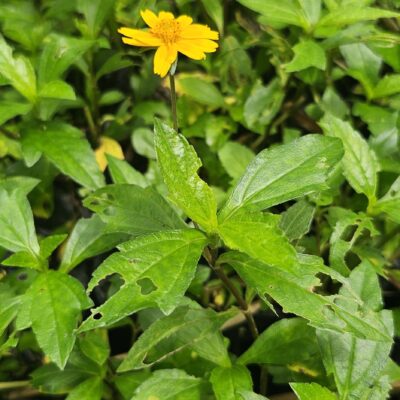 Sphagneticola trilobata – Margarita rastrera: Color y Cobertura Natural Todo el Año
