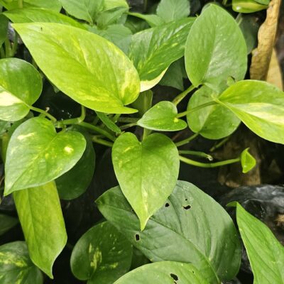 Epipremnum aureum: Planta Purificadora, Colgante y de Fácil Cuidado