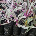 Tradescantia spathacea (Magueyito) – Planta de Follaje Púrpura para Bordes y Macetas