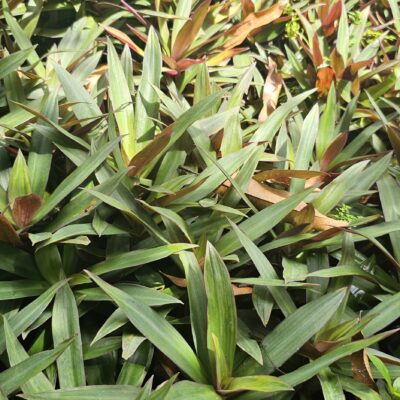 Tradescantia spathacea – Magueyito: Color y Resistencia para tu Jardín o Interior