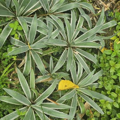 Agave Marginata (Agave angustifolia) – Planta Resistente de Borde Blanco para Jardines y Macetas