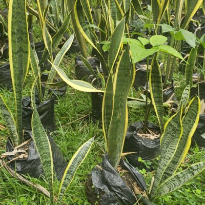 Lengua de Suegra (Sansevieria trifasciata) – Planta Purificadora de Aire y Decorativa