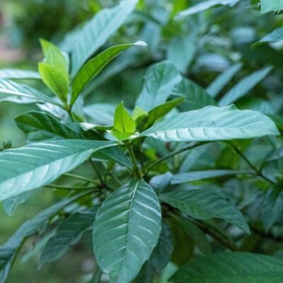 🌿 Psychotria viridis (Chacruna) – Planta Sagrada y Visionaria
