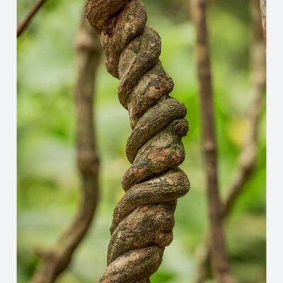 🌿 Banisteriopsis caapi – Liana Sagrada de la Amazonía