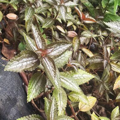 Pilea spruceana (Ojo de Caimán) – Planta de Follaje Exótico y Textura Aterciopelada
