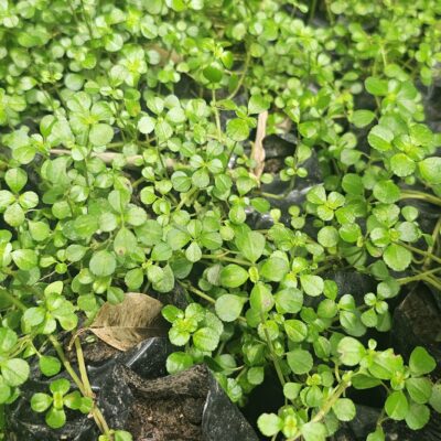 Pilea depressa – Centavito: Alfombra Verde Encantadora para Hogar y Jardín