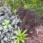 Strobilanthes alternata (Asia Negra) – Planta Ornamental de Follaje Púrpura para Interior y Jardín