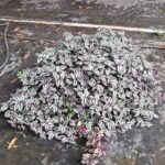 Tradescantia zebrina (Tricolor) – Planta Cebra Colgante de Hojas Variegadas