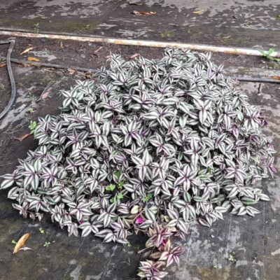 Tradescantia zebrina (Tricolor) – Planta Cebra Colgante de Hojas Variegadas