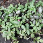 Episcia cupreata – Planta de Follaje Exótico y Flores Vibrantes para Interior