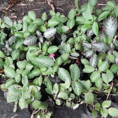 Episcia cupreata – Planta de Follaje Exótico y Flores Vibrantes para Interior