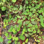 Impatiens repens – Planta Colgante con Flores Amarillas para Jardines y Macetas
