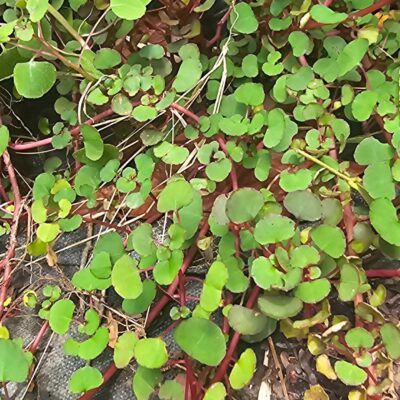 Impatiens repens – Planta Colgante con Flores Amarillas para Jardines y Macetas