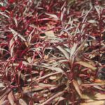 Alternanthera Roja – Planta Ornamental de Follaje Rojo Intenso para Jardines Decorativos
