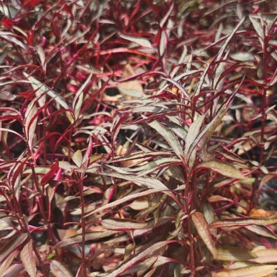 Alternanthera Roja – Planta Ornamental de Follaje Rojo Intenso para Jardines Decorativos