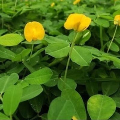 Arachis pintoi – Maní Forrajero Rastrero: Cobertura Verde y Flor Amarilla Todo el Año
﻿