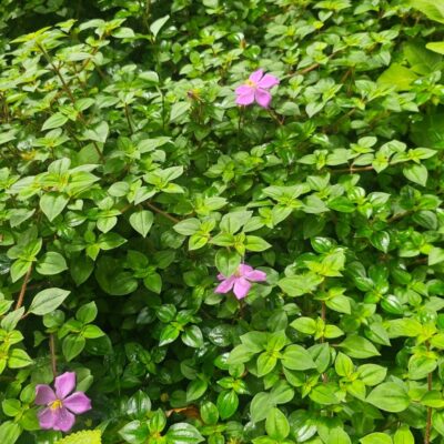 🌿 Heterotis rotundifolia (Hierba de Terciopelo)